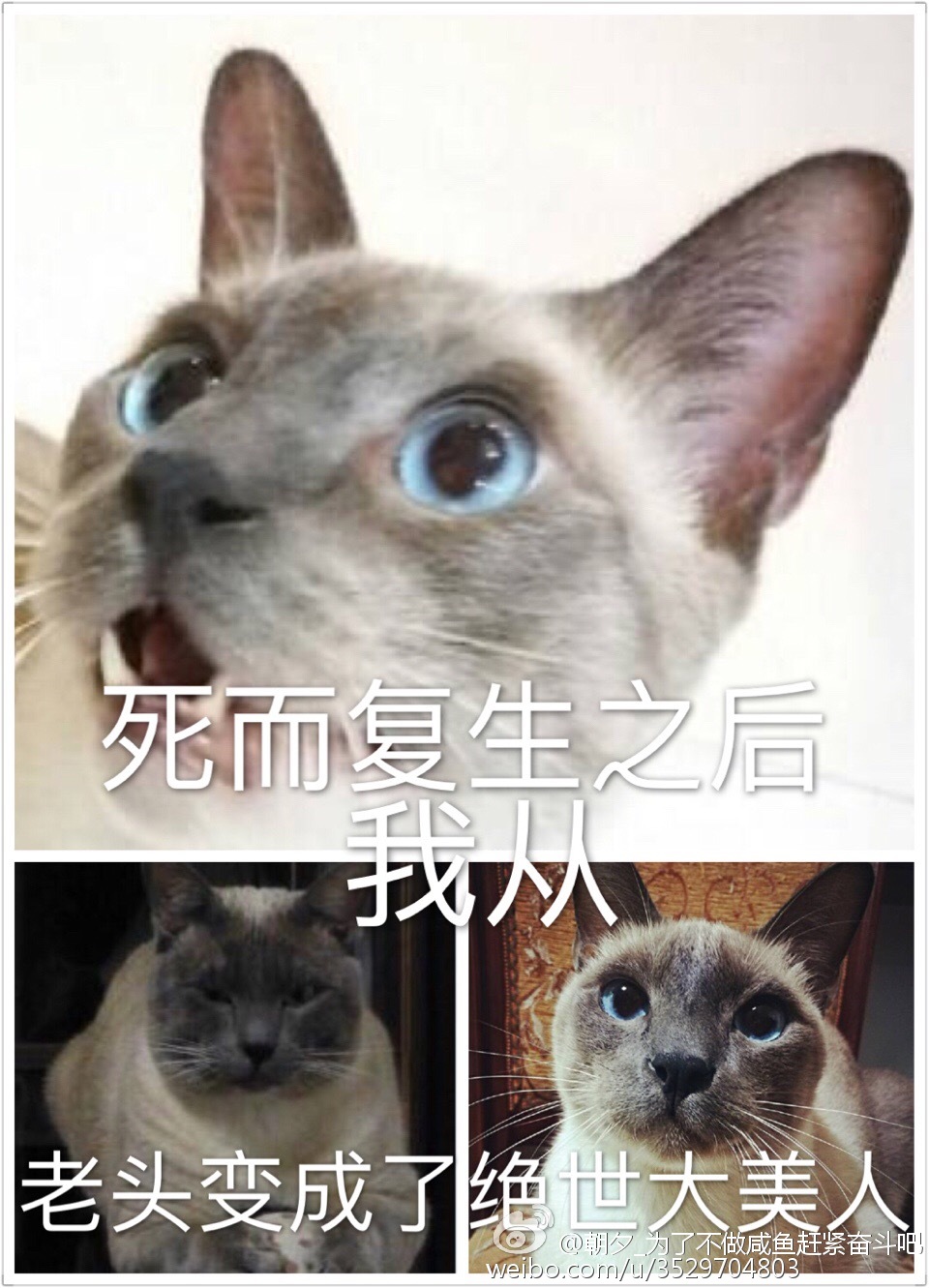 死而复生之后我从老头变成了绝世大美人黑猫白袜子